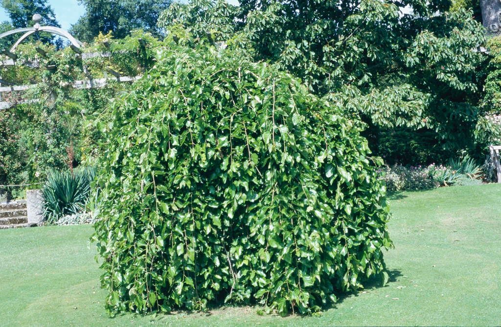 Mulberry (Weeping)